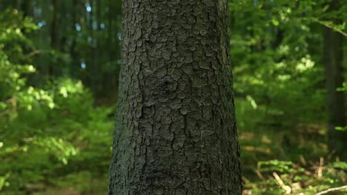 Close-up of tree trunk