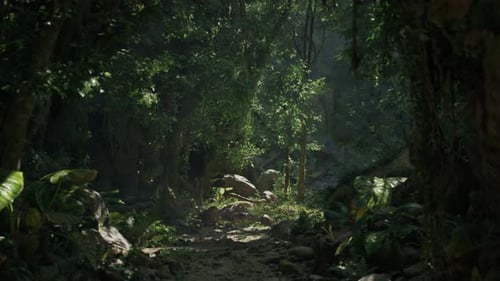 A Scenic Dirt Path Winding Through a Lush Forest in New Zealand