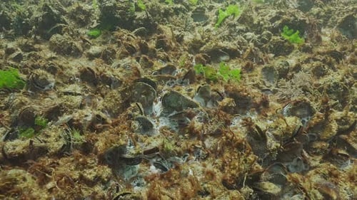Les moules sont couvertes de cyanobactéries, de bulles de gaz et de moisissures marines dans un point chaud d'eutrophisation