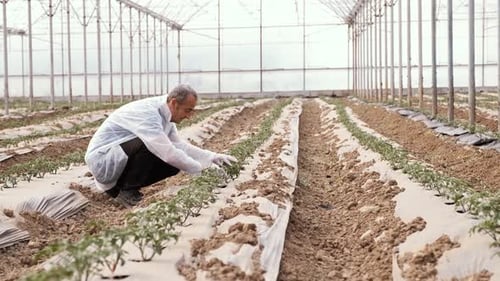 Man Inspecting Crops in Greenhouse