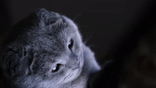 Beautiful Gray Cat Lying Comfortably Indoors