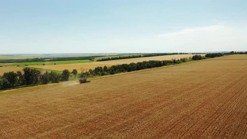 Aerial Drone View Harvester Working in Wheat Field Harvesting Combine Machine Cutting Cultivated