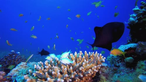 Underwater Beautiful Scene