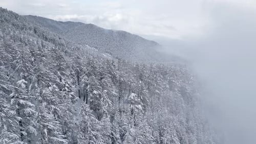 Snowy Mountains and Trees Aerial Winter Landscape