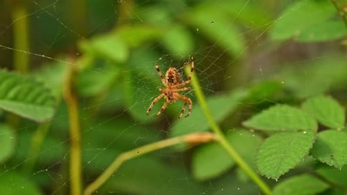 Spider on the web