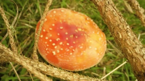 Poisonous Red Mushroom in the Woods