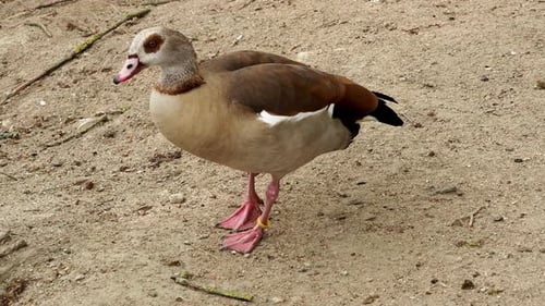 Ägyptische Gans (Alopochen aegyptiacus)