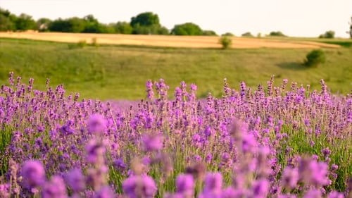 Lavendelblüten in einem schönen Hintergrundfeld
