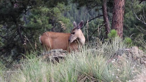 Mule Deer doe looking around and scratching her
Handheld. Filmed in the Rocky Mountains of Colorado