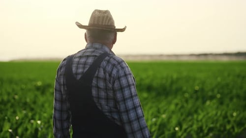 Senior Farmer Walking Through Green Crop Field