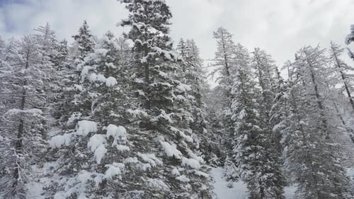 Snow Covered Evergreen Trees in Winter Wilderness