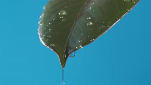 Drops of water drip from the green leave down on the blue background. Slow motion