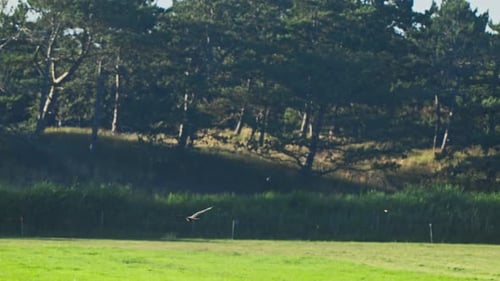 Hawk Soaring Over Green Rural Field