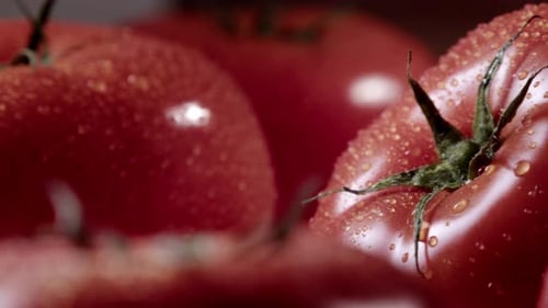 Lots of Fresh Tomatoes with Water Drops on a Black Background Panorama