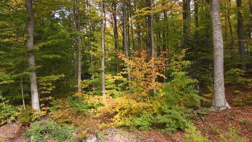 Autumn Forest