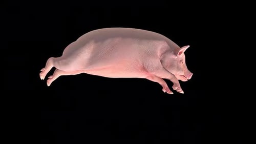 Pig Walk Run-Zyklus