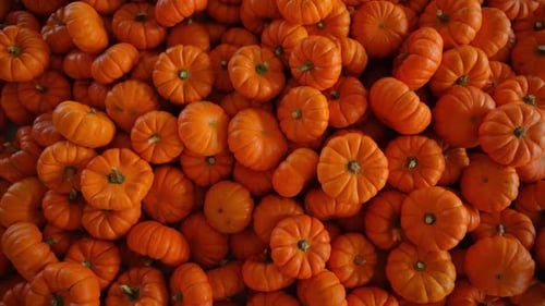 Pumpkin Harvest of Various Pumpkins Orange Shapes and Sizes Move Shot