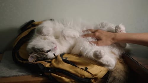 Cat Getting Petted While Lying on Backpack