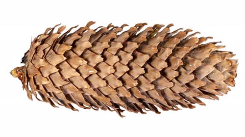 Pine Cone Opening in Time Lapse on a White Background. Fir Tree Cone Moving Isolated. Abies Tree