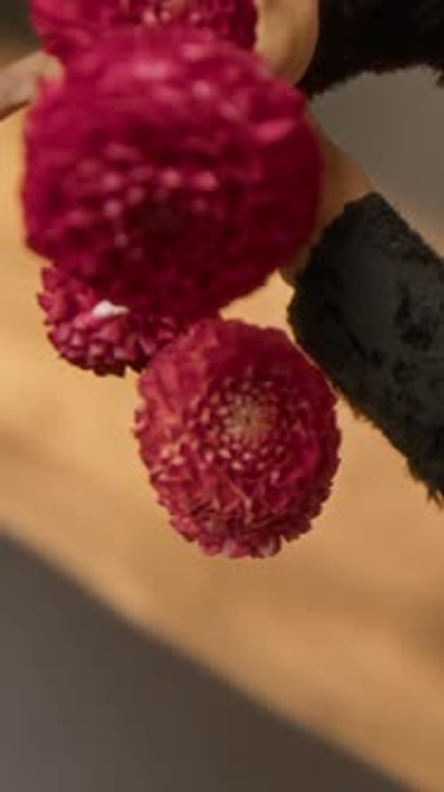 Hands Holding Red Pom Pom Dahlias