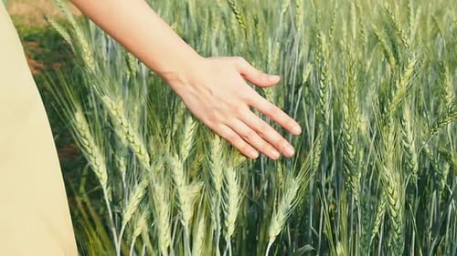 Woman walking through barley field and touching wheat in a sunset light.