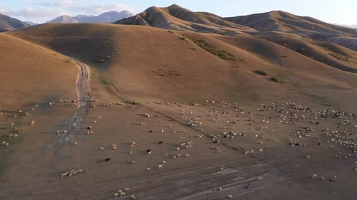 Aerial view of grazing sheep, Kazakhstan.