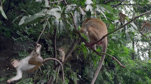 Des singes accrochés à des branches d'arbres mangeant de la nourriture Les singes reçoivent des friandises de la part des touristes dans la jungle