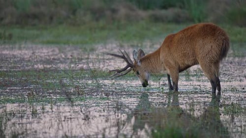 Majestic Marsh Deer Foraging in Wetland Environment