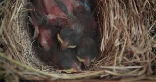 Tiny Baby Birds Nestled in a Straw Nest