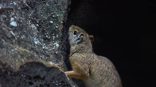 Moco or Rock Cavy Animal in Nature, Nature Stock Footage ft. moco ...