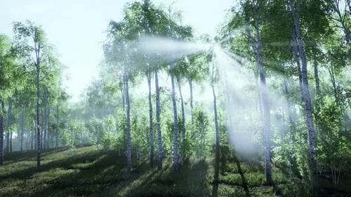 White Birch Grove in Spring