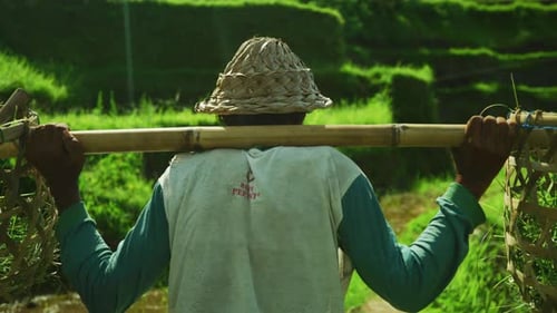 Farmer Carries Baskets in Lush Rice Terraces