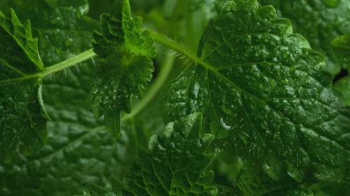 Fresh Green Leaves of Mint Lemon Balm Peppermint Close Up Mint Leaf Texture in Macro Leaves Pattern