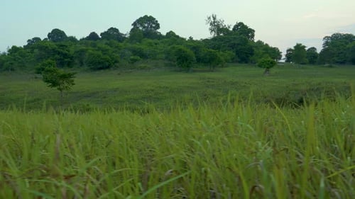 Aerial view of solitary tree standing in a lush green field. A lone tree in the middle of meadow