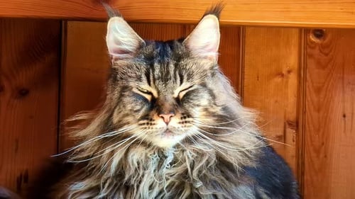 Close-up of a Maine Coon cat