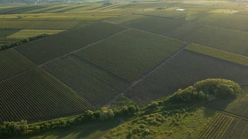 Vue aérienne des terres agricoles fraîchement labourées et ensemées d'en haut