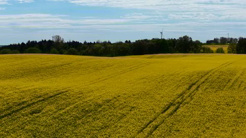 Canola Field Spreading Across Gentle Hills Under Partly Cloudy Sky Blooming Rapeseed Covering