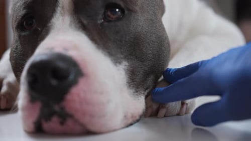 Dog Examined by Veterinarian Close Up