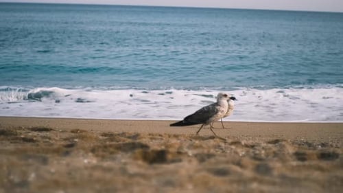 Two Seagulls Walk Along The Sea Coast