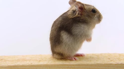 Hamsters Standing on Wood Block Against White Background