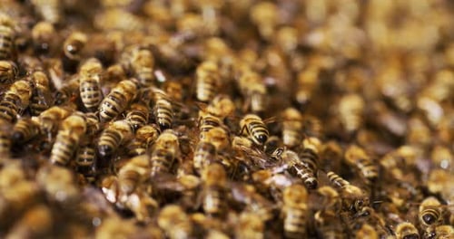 Very Close Macro Shot of Bees Working