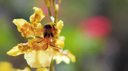 leaf beetle on yellow flower in the garden. Brisbane, Australia