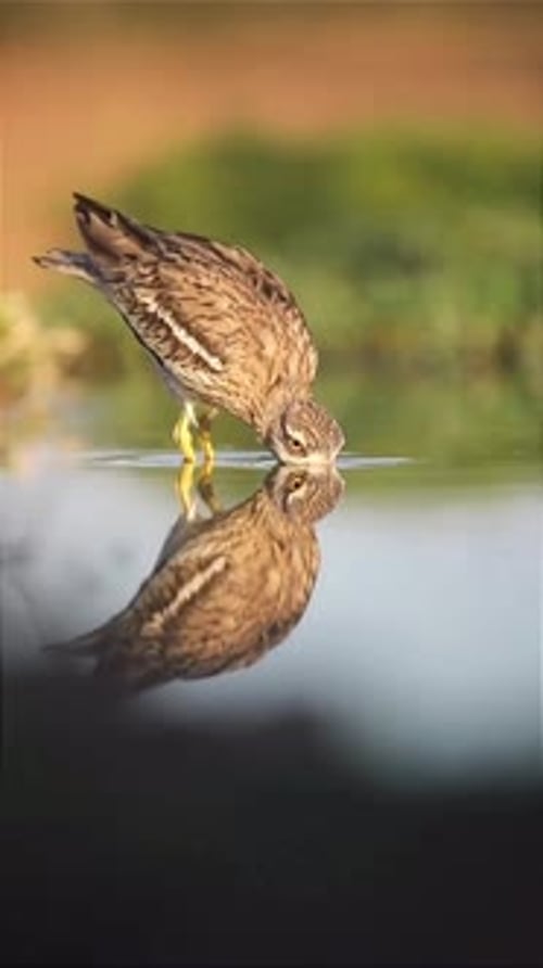 Reflets du courlis nain sauvage au bord de l'eau