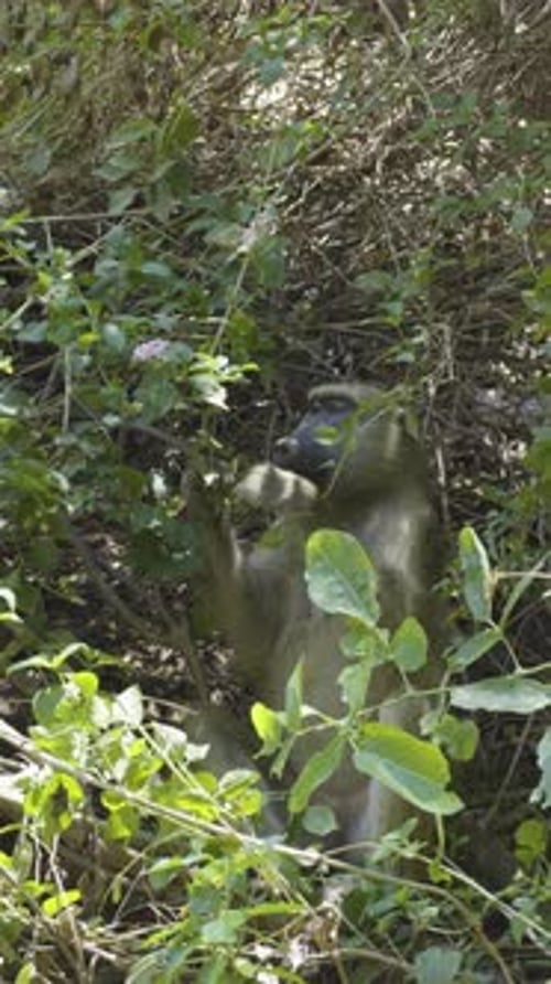 Un babouin calme se nourrit dans des buissons verts à l'état sauvage à midi dans une forêt ensoleillée