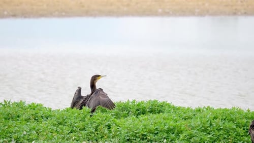 Großer Kormoran (Phalacrocorax carbo), der auf ihrem Nest sitzt und ihre Flügel beugt, mit einem weißen Gesicht