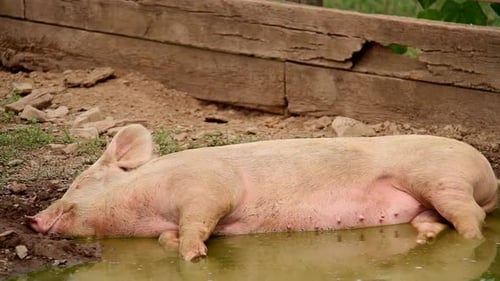 Relaxing Pig Cooling Off in a Mud Puddle
