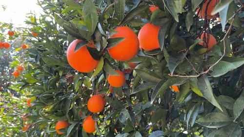 Juicy Ripe Oranges Fruit Branch of the Orange Tree in the Garden Fruits Ready for Harvest