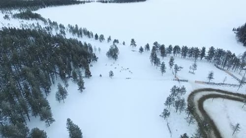 Aerial view of herd of reindeer in snowy Lapland and forest