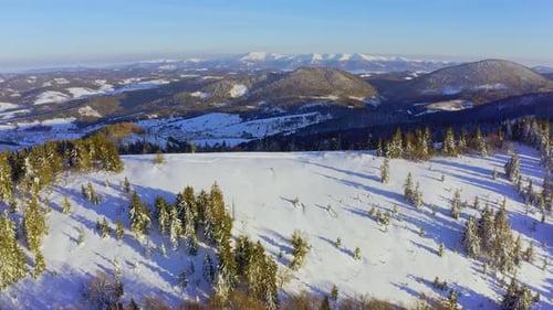 High Snowy Mountain Covered with Evergreen Fir Trees on a Sunny Cold Day