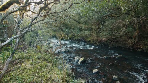 Shallow River with Trees on Its Coast